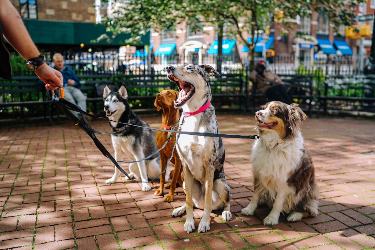 Dog walkers in New York City